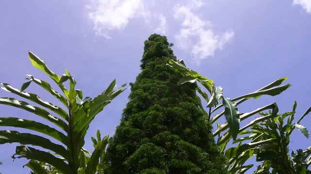 The juniperus chinensis plant, Chinese cypress, Sinensis cypress, Chinese juniper, Chinese fig, stricta, pfitzeriana, shimpaku with bright green leaves with short scale like or needle like structures