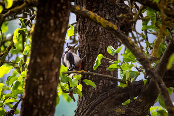 Selective focus photo. Great spotted woodpecker, Dendrocopos major and young woodpecker.