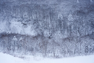 A wide landscape photograph captures a dense forest covered in a heavy blanket of fresh snow. Deciduous trees with bare, snow-laden branches and a few snow-covered. 