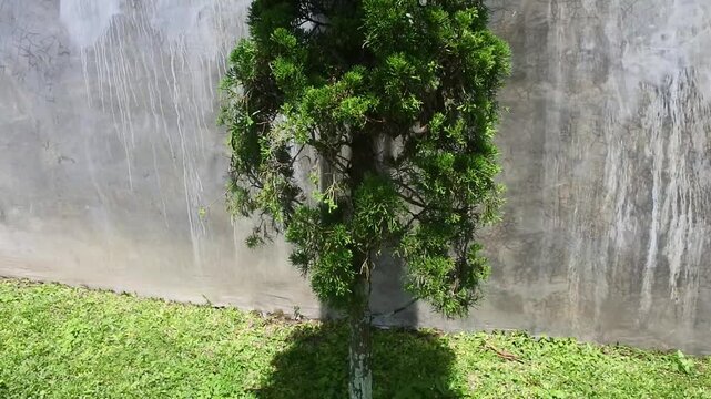 The juniperus chinensis plant, Chinese cypress, Sinensis cypress, Chinese juniper, Chinese fig, stricta, pfitzeriana, shimpaku with bright green leaves with short scale like or needle like structures