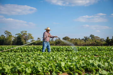Male gardener is watering his growing organic vegetable plot with a hose.