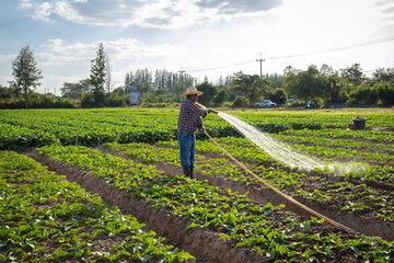 Male gardener is watering his growing organic vegetable plot with a hose.