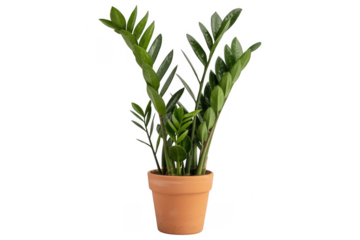 Potted plant with green leaves terracotta pot foliage isolated on a transparent background