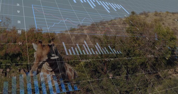 Giraffe reaching chewing leaves among shrubs, overlay showing grid lines, bar charts, line graphs