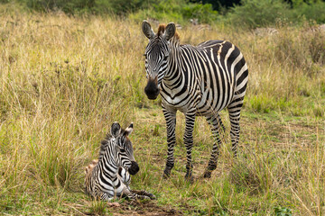 Obraz premium Zebra and its foal in Maasai Mara
