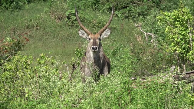 Waterbuck bull in the grass staring at the camera in the bushveld of South Africa 