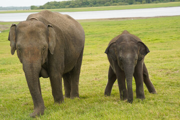 Adult Elephant and Calf Walking Together © Harsha