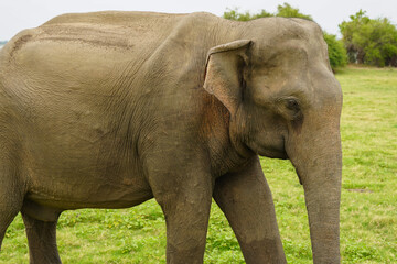 Asian elephant walking away across open grassland