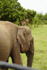 Fototapeta premium Asian elephant walking away across open grassland