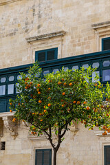 A tree with oranges on its branches against the backdrop of a building facade with a balcony. Malta, Valletta