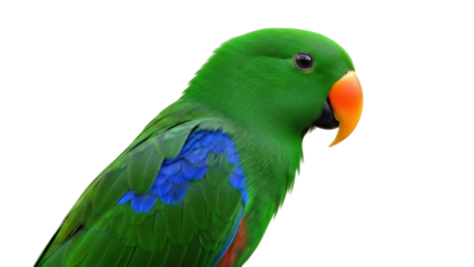 Isolated Eclectus Parrot perches calmly, a vibrant green bird with orange beak and blue feathers
