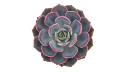 Isolated Perle von Nurnberg succulent plant rosette, gray-purple with pink leaf margins