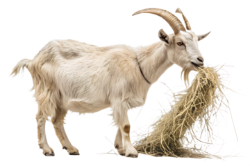 Ultra realistic goat eating hay, full body or medium shot, natural standing pose, goat chewing dry hay, realistic fur texture and horns, calm neutral expression, natural proportions, soft studio light