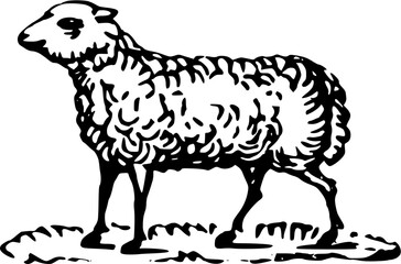 Fototapeta premium Illustration of a Standing Sheep in Black and White