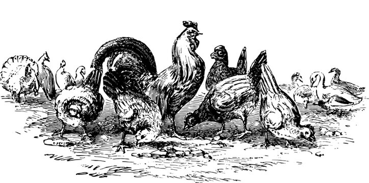 Illustration of Various Chickens and Poultry