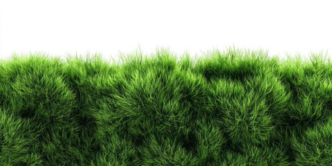Lush, vibrant green turf forms a dense border against a pure white background.