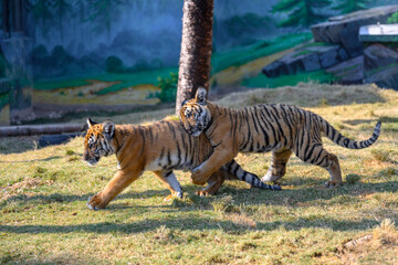 Two tiger cubs were playing and roughhousing outside the zoo.
