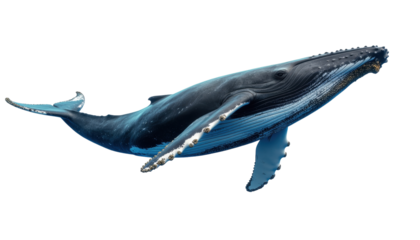 Realistic Humpback Whale Swimming Gracefully Through the Clear Blue Ocean Waters