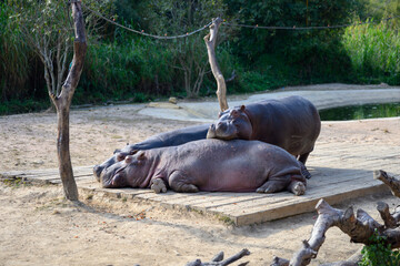 The hippopotamus lay basking in the sun at the zoo.