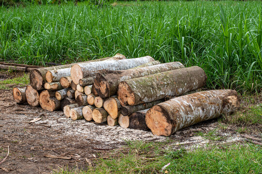 Stacks of chopped wood, logs, construction wood and furniture materials - Powered by Adobe