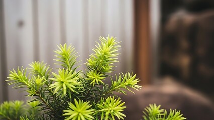 Young pine tree growing near a wooden shed in a garden