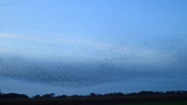 Starling murmuration when thousands of birds engage in synchronized, choreographed aerial displays, forming vast, dynamic cloud-like shapes in the sunset sky.