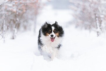 Australian Shepherds running in the snow