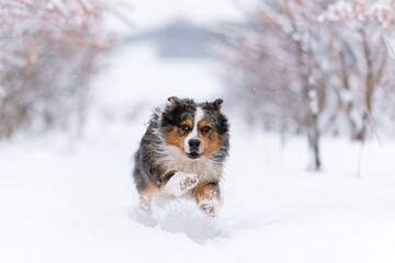 Australian Shepherds running in the snow
