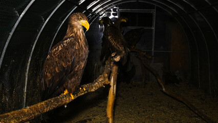 White-tailed eagle (Haliaeetus albicilla) in an aviary.