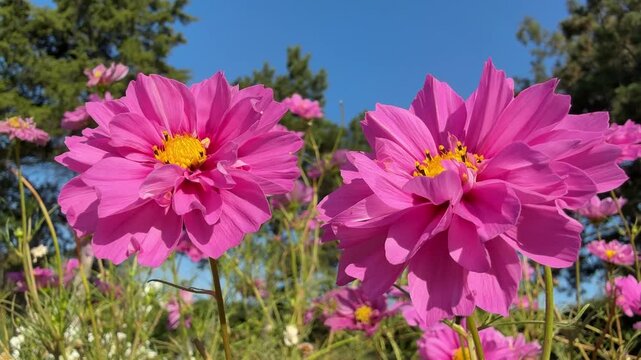 Pink beautiful flowers Cosmos bipinnatus  garden cosmos, Mexican aster, cosmea.
