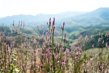 Purple wildflowers growing on a hillside with soft focus mountain ranges in the background. Natural landscape with shallow depth of field, calm atmosphere, and rural highland scenery.