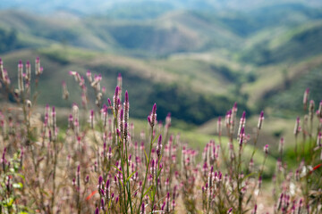 Purple wildflowers growing on a hillside with soft focus mountain ranges in the background. Natural landscape with shallow depth of field, calm atmosphere, and rural highland scenery.