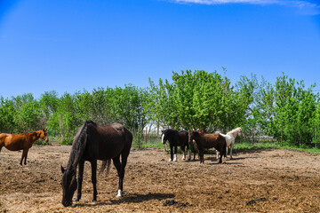 Fototapeta premium A herd of horses on a farm on a sunny summer day