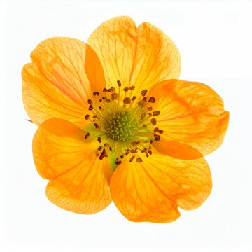 Isolated geum heldreichii blossom against white offering vivid floral details