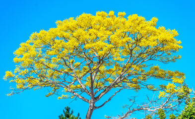 Fototapeta premium Yellow poinciana blooming brilliantly with blue sky in the background. Big yellow flowered branch (Schizolobium parahyba) native to Brazil on the southern region.