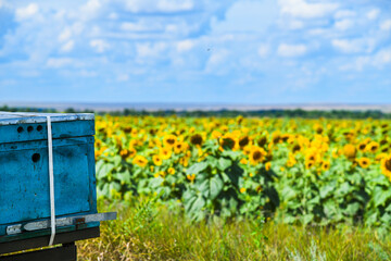 Bee apiary on a sunny summer day.