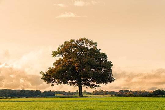 Solitary oak tree in late autumn in a field in autumn fall shortly before sunset. Hertfordshire. UK