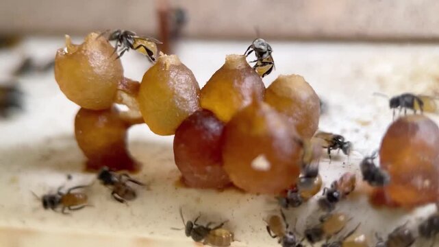 Macro footage of stingless bee colony inside hive with honey and pollen pots, showing rare social structure and food storage behavior.

