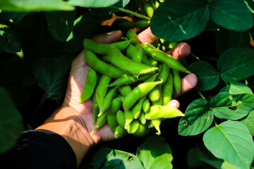Close-up of a farmer&rsquo;s gloved hand holding freshly harvested green edamame (soybean) pods over dark soil, Highlights agriculture, fresh produce, manual harvesting, and organic farming