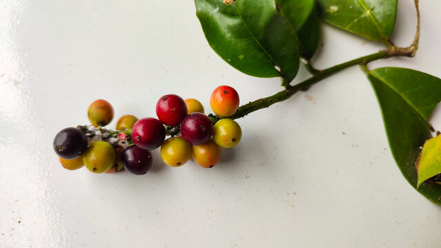 A close-up of an open hand holding a branch of Buah Huni (Bignay) berries in mixed ripeness, from green to dark purple, with small ants visible, fresh-picked tropical wild fruit from Southeast Asia.