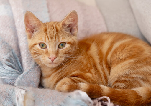 Domestic ginger orange cat resting and looking to camera. UK