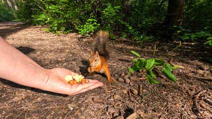 A man hands a small squirrel nuts to feed. A little squirrel in a summer forest © SGr