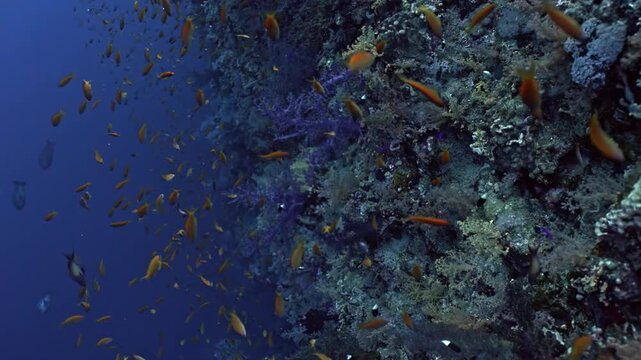 The sheer abundance of life at Yolanda Reef, where a massive, shimmering cloud of thousands of orange and gold Lyretail Anthias (Pseudanthias squamipinnis) swarms vertical reef wall.