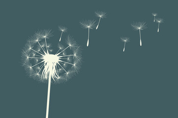 Vector illustration of dandelion time. Beautiful realistic Dandelion seeds blowing in the wind. The wind inflates a dandelion isolated in an editable evening background.