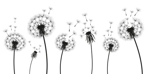 Vector illustration dandelion time. Black Dandelion seeds blowing in the wind. The wind inflates a dandelion isolated on a white background.