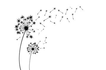 Vector illustration dandelion time. Black Dandelion seeds blowing in the wind. The wind inflates a dandelion isolated on a white background.