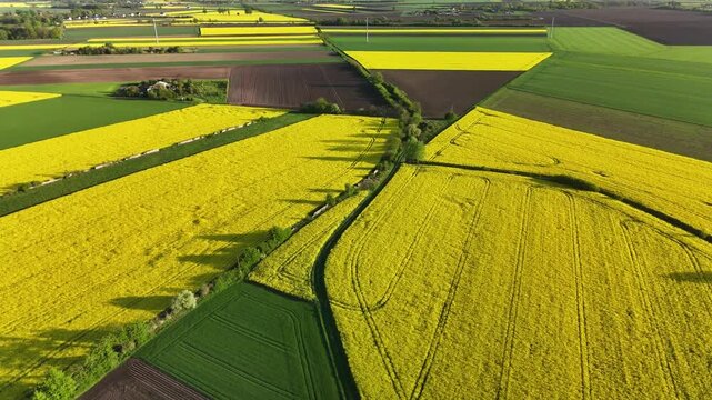 Aerial View of Vibrant Rapeseed and Farmland Landscape in Poland
