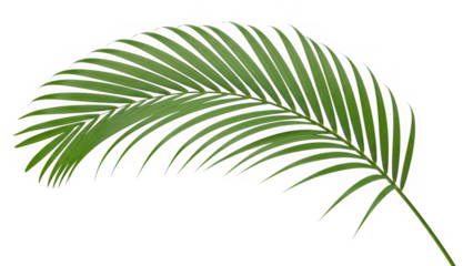 Single curved green tropical palm frond isolated on white background for exotic botanical design and summer themes