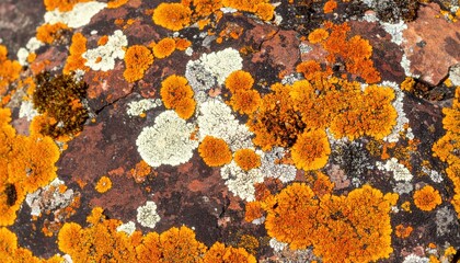 Vibrant Orange and White Lichen Growing on a Textured Dark Rock Surface in Natural Sunlight