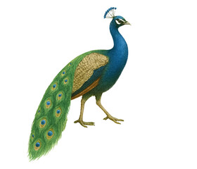 Obraz premium Adobe Illustrator Artwork